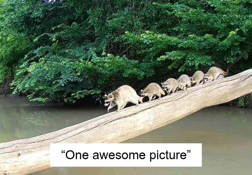 “Bartender, I’ll Have Another One”: 50 Best Animal Moments People Captured On Their Trail Cameras