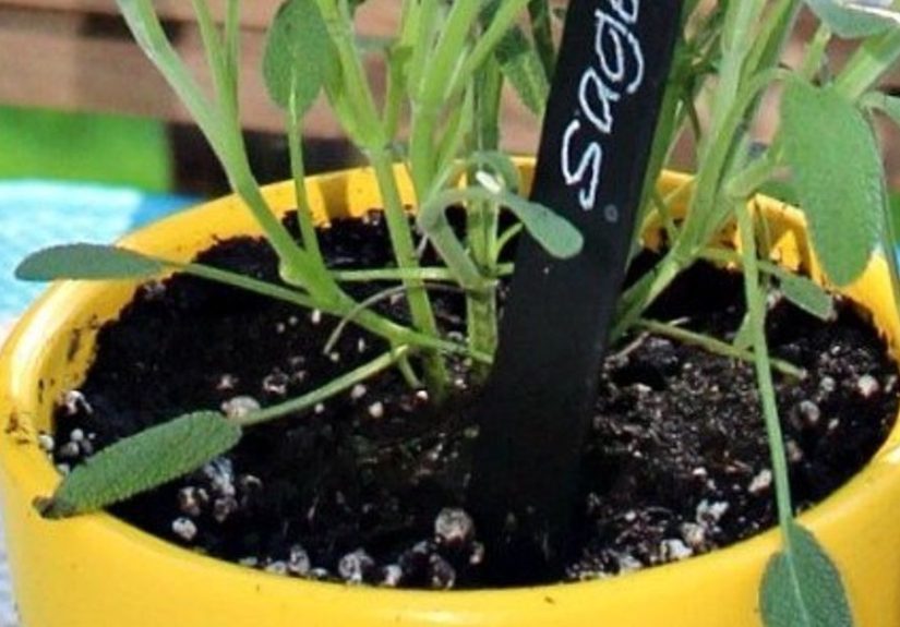 Chalkboard Herb Plant Markers