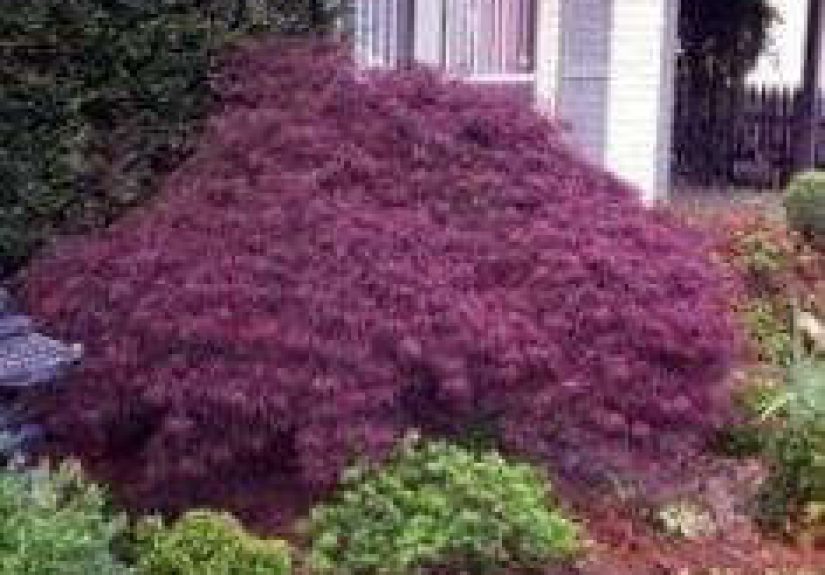 Crimson Queen Laceleaf Weeping Japanese Maple