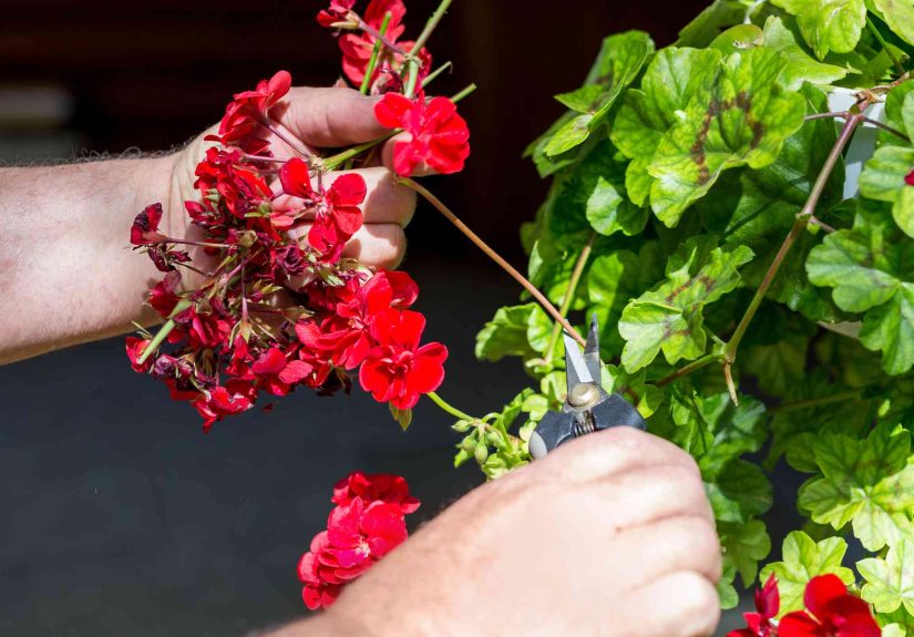 Gardeners Swear by Deadheading for Healthier PlantsHow to Do It Like a Pro