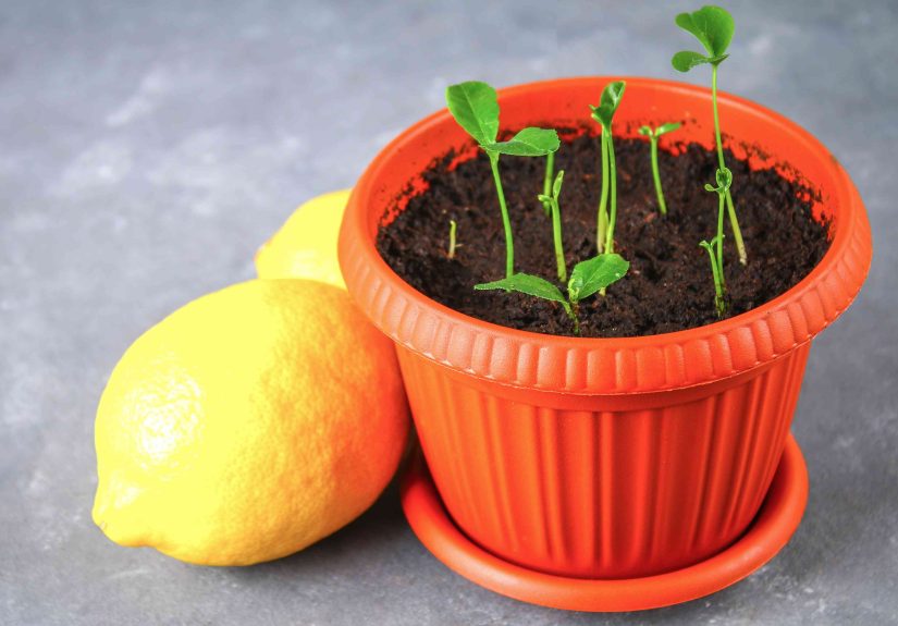 Growing a Lemon Tree from Seed