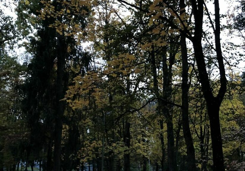 Hey Pandas, What Autumn Looks In Your Country?