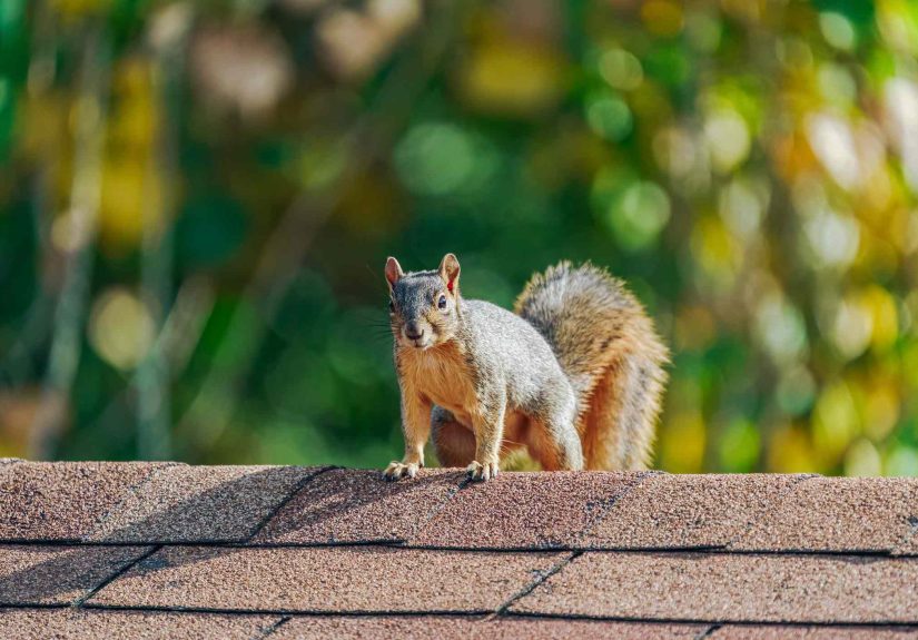 How Squirrels Are Getting into Your Attic This Winter (and 5 Ways to Stop Them)