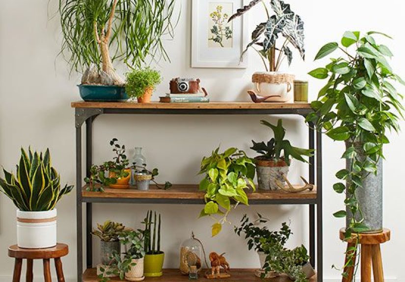 How to Arrange Plants In Your Living Room to Add Natural Style