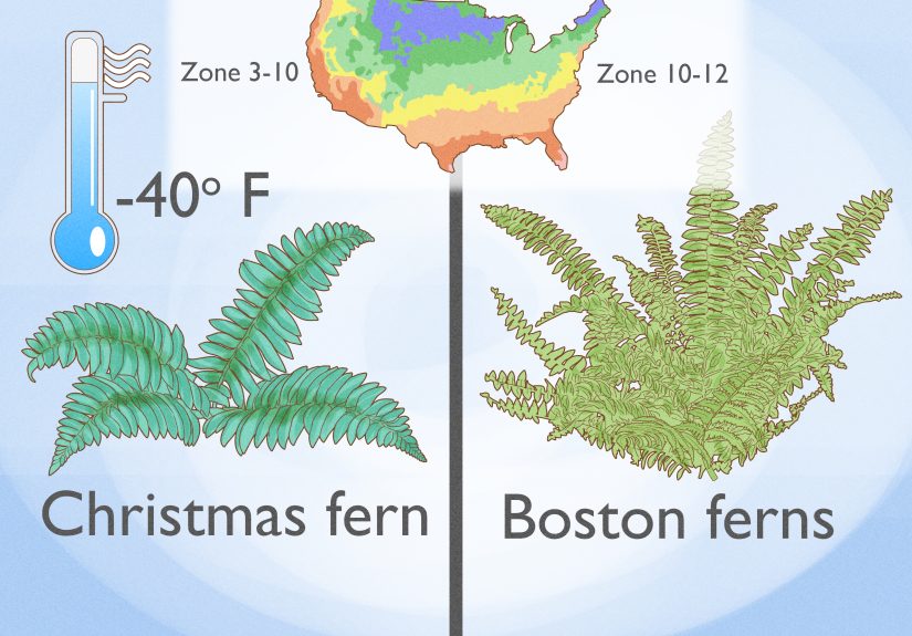 How to Divide Ferns: 13 Steps