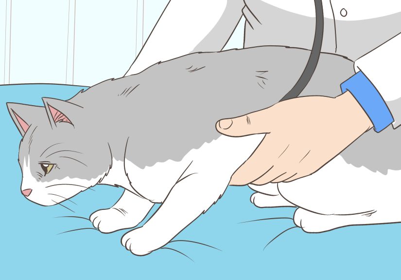How to Get Your Cat to Stop Knocking Things Over: 12 Steps