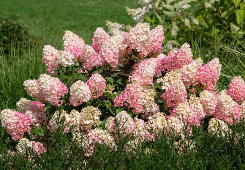 How to Grow and Care for Strawberry Sundae Hydrangea