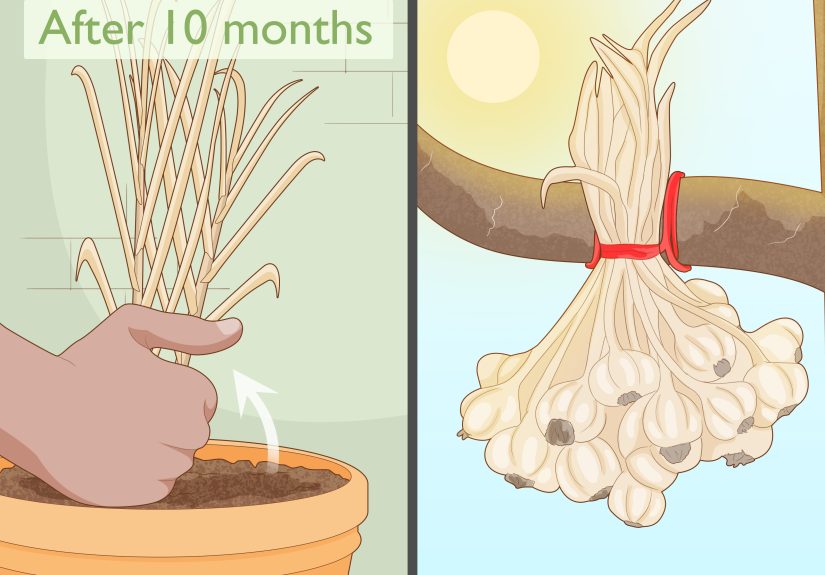 How to Grow Garlic Indoors in a Pot: Plant, Harvest & More