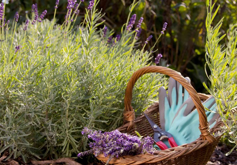 How to Harvest Lavender