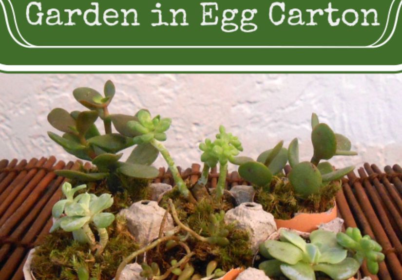 How to Make a Miniature Succulent Garden in an Egg Carton