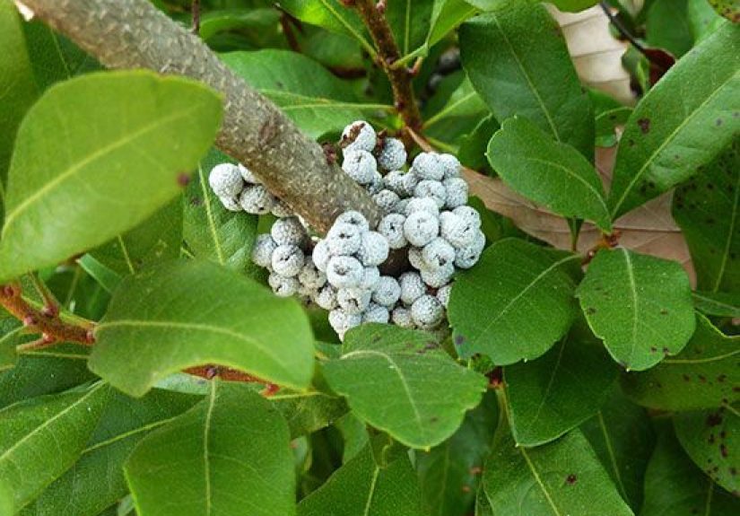 How to Plant and Grow Bayberry
