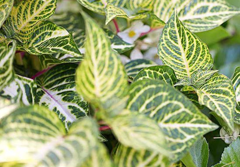 How to Plant and Grow Bloodleaf