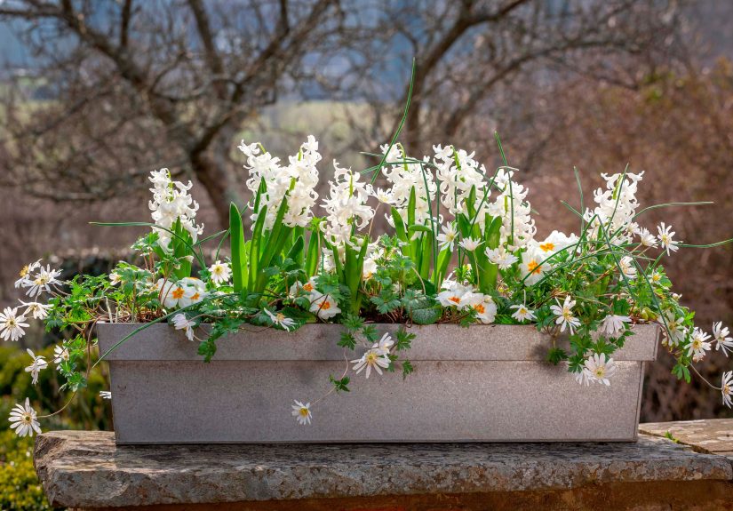 How to Plant Bulbs in Containers for Continuous Spring Blooms