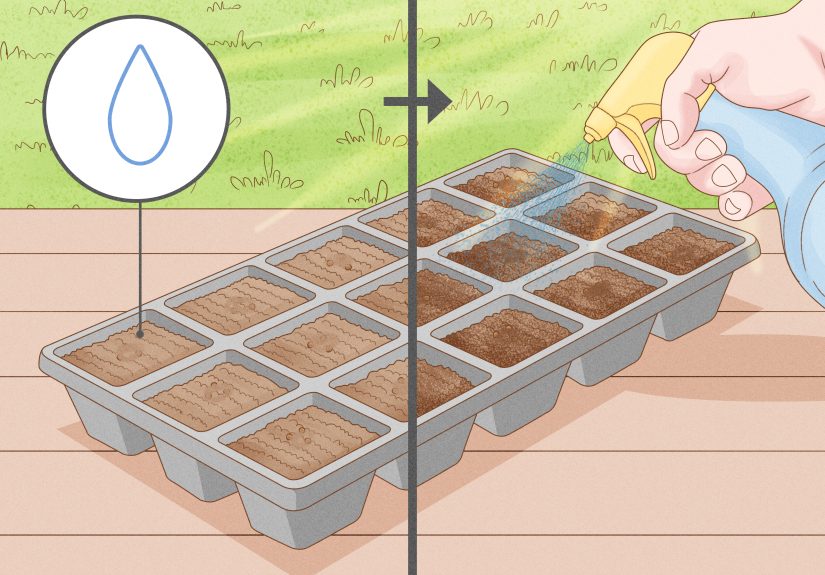 How to Sow Tiny Seeds Evenly: 13 Steps