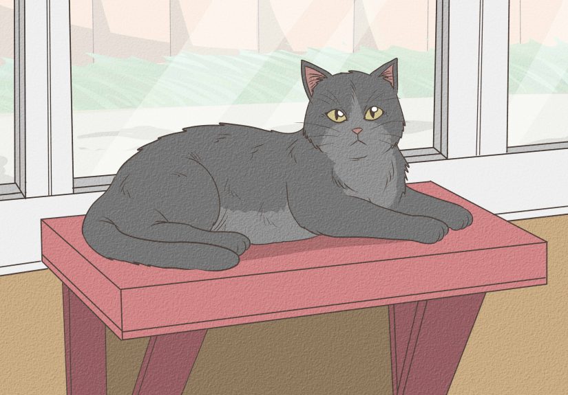 How to Stop a Cat from Scratching the Door: 10 Steps