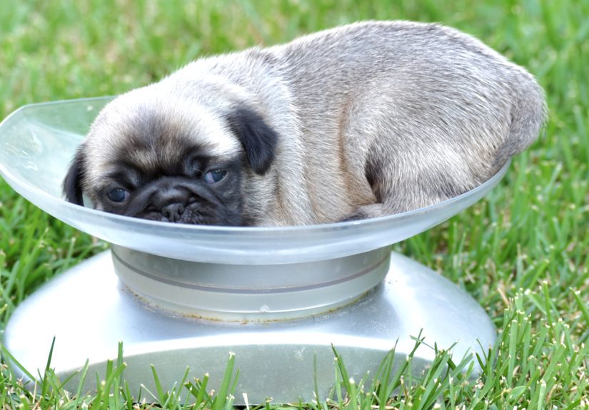 How to Take Care of a Weak Newborn Puppy: 11 Steps