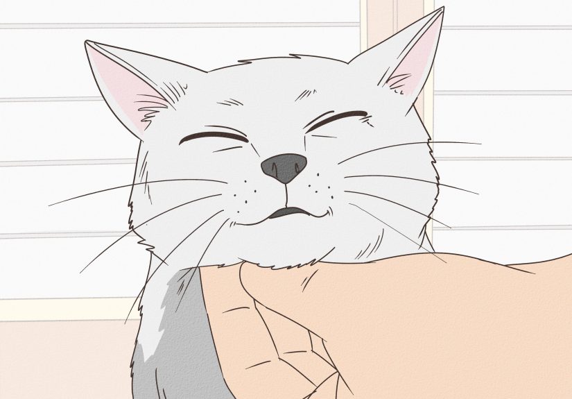 How to Treat Feline Acne: 3 Easy At-Home Treatments