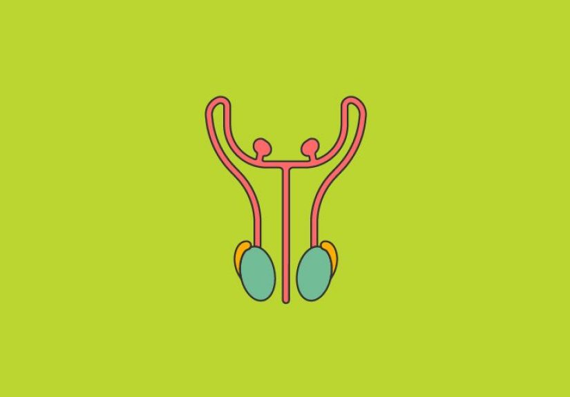 Male Reproductive System Anatomy, Diagram & Function