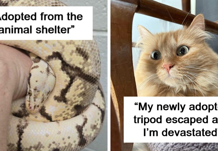 “Meet Macaroni”: 50 Adopted Animals That Became New Members Of Loving Families