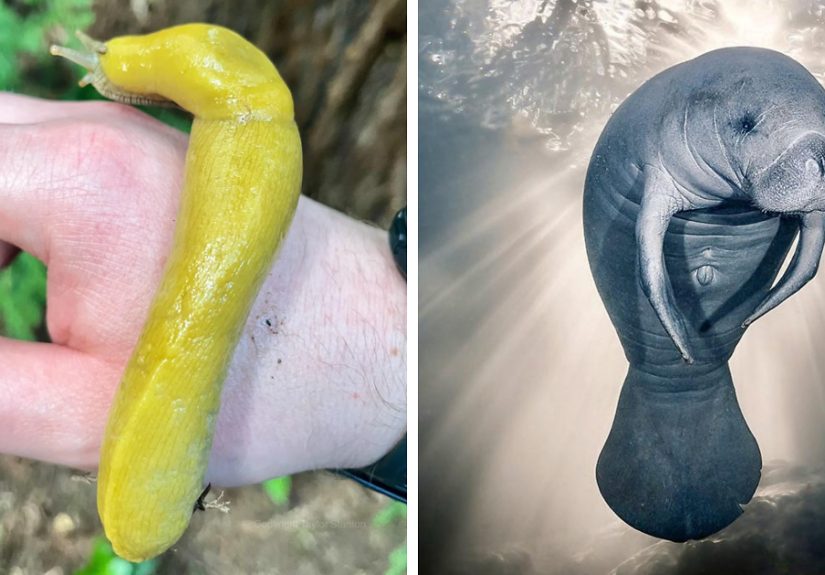 Meet The Slowest Animal In The World And Its Sluggish Friends