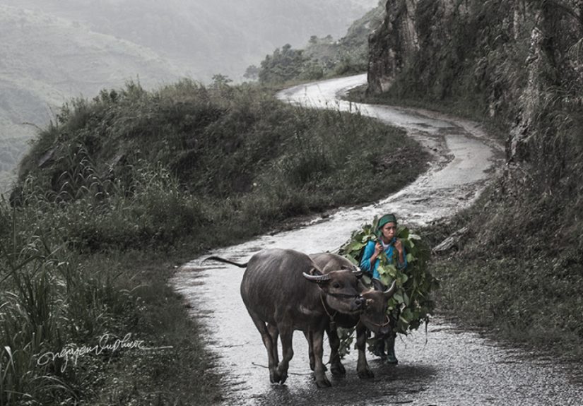 My 29 Pictures That Show The Relationship Between Buffalos And Vietnamese Farmers