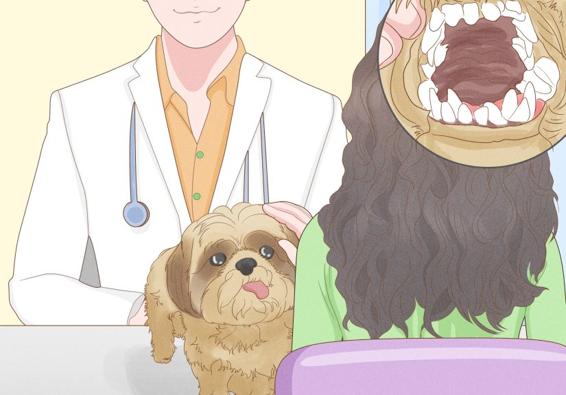Puppy Teething Guide: 12 Tips to Help Your Puppy
