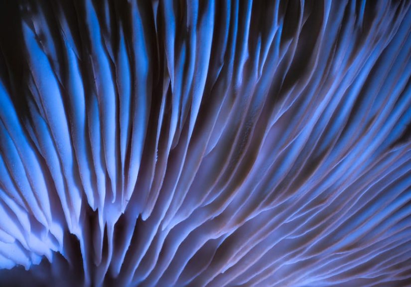 Scientists Think This Tasty Snack Could Revolutionize Computing