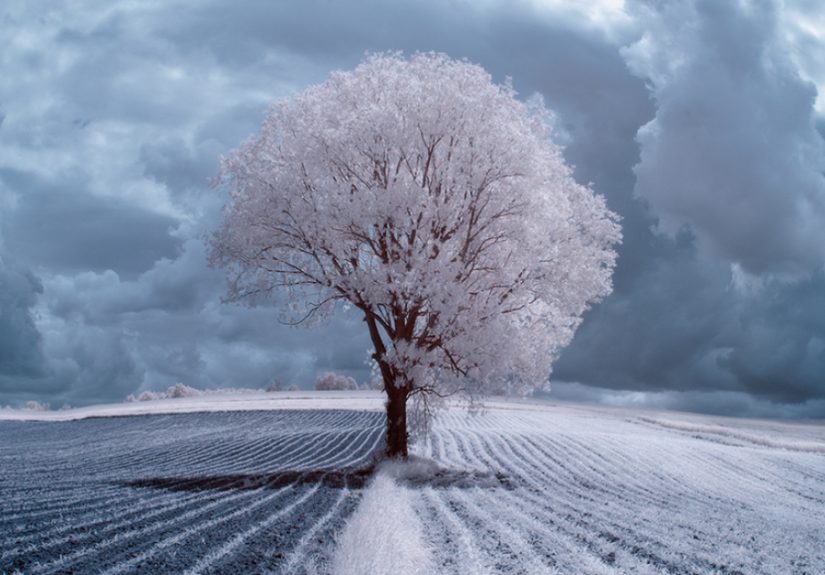 The Majestic Beauty Of Trees In Poland Captured In Infrared Photography