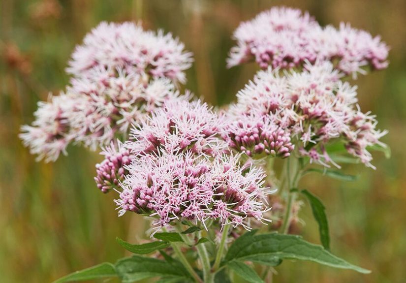 Valerian: How Does It Help You Relax and Get Better Sleep?