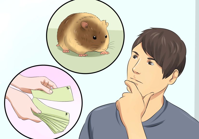 When a Sick Hamster Is Suffering: 13 Compassionate Steps to Get Humane Help