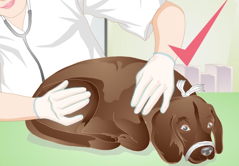 3 Ways to Apply a Gauze Muzzle to a Dog