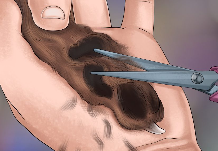 3 Ways to Groom a Border Terrier