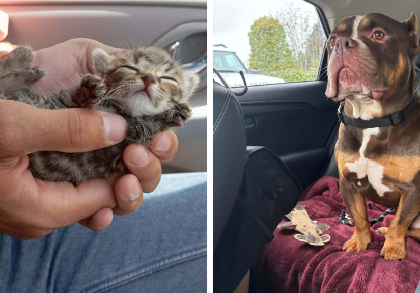 50 Precious Pics Of Newly Adopted Dogs And Cats That Finally Have Loving Homes