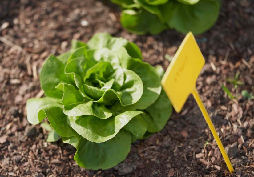 6 Best Mulch Options for Your Vegetable Garden