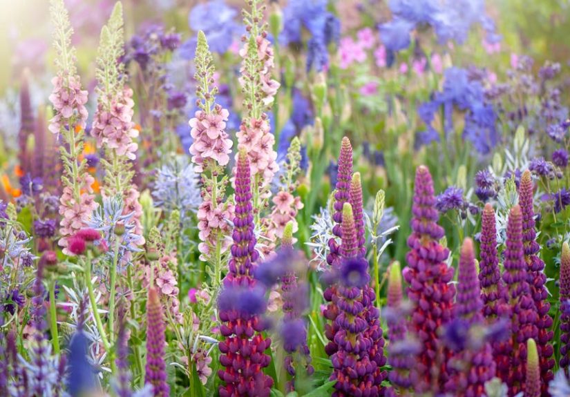 7 Fall Gardening Mistakes That Could Ruin Your Perennials