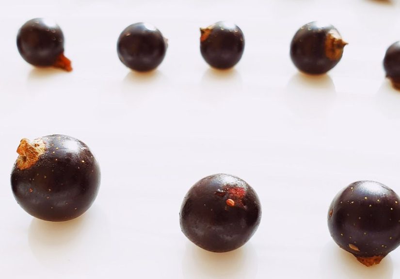 Black currant seed oil for eczema: Does it help?