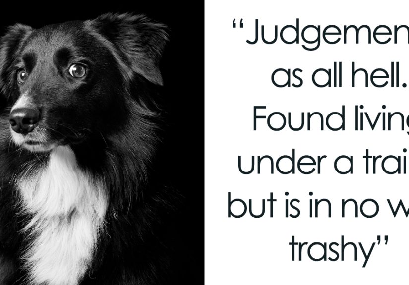 Black Dogs And Cats Are Last On The List For Adoption, I Want To Change That By Taking Beautiful Portraits Of Them