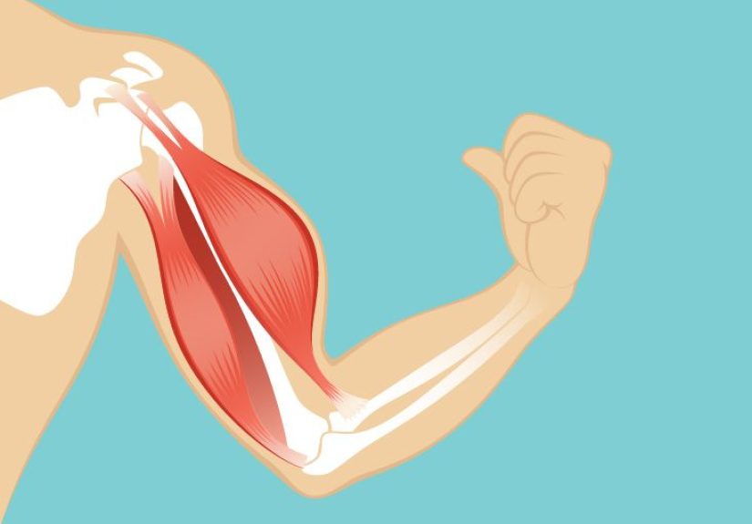 Female Chest Muscles Anatomy, Diagram & Function