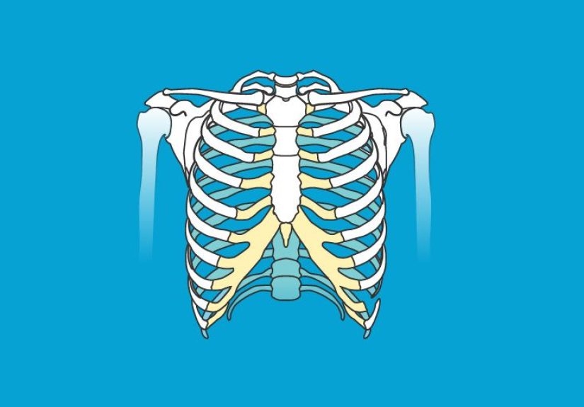 Hand Bones Anatomy, Functions & Diagram