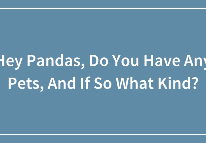 Hey Pandas, Do You Have Any Pets, And If So What Kind?