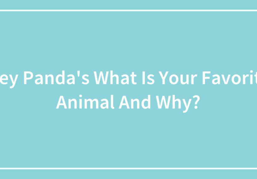 Hey Panda’s What Is Your Favorite Animal And Why?