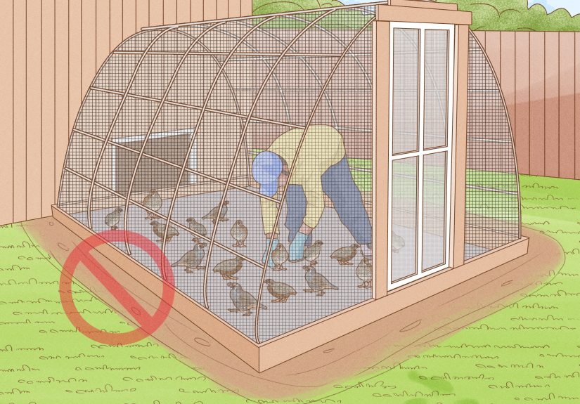 How to Build a Quail Habitat