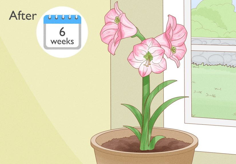 How to Get Amaryllis to Rebloom: A Step-by-Step Guide