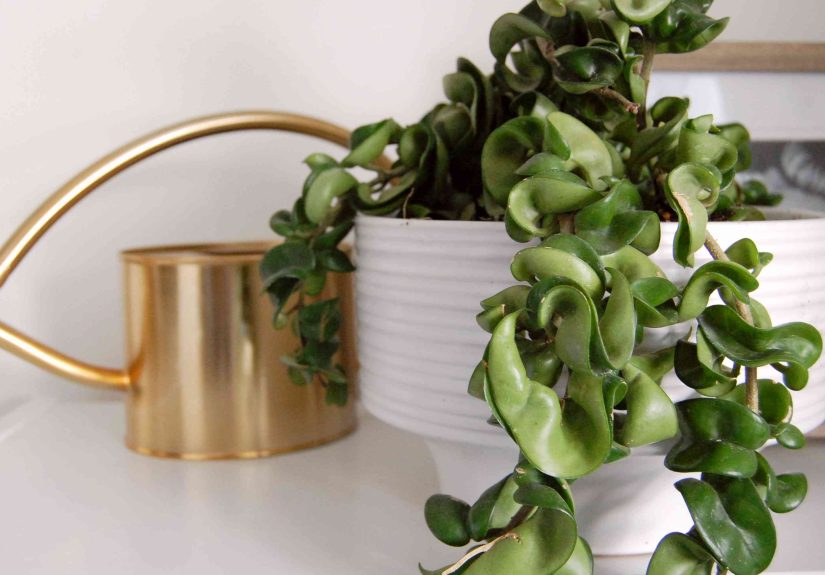 How to Grow and Care for Hindu Rope