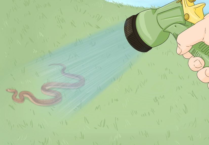 How to Survive an Encounter With a Snake
