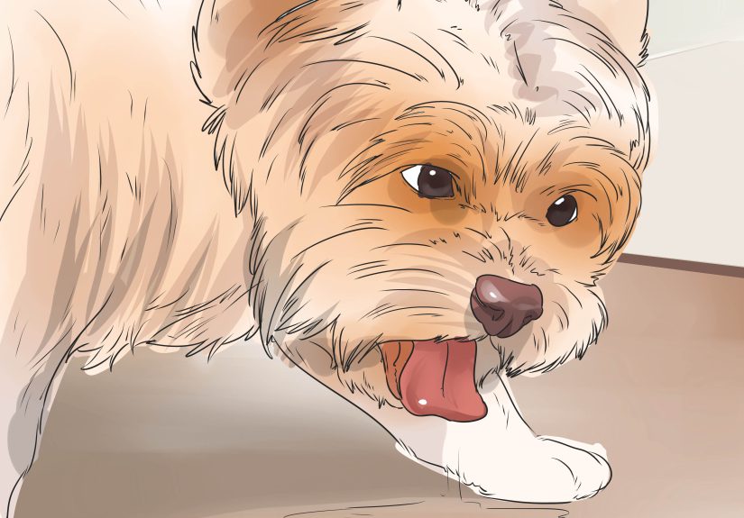 How to Use Fish Oil for Dogs: 7 Steps