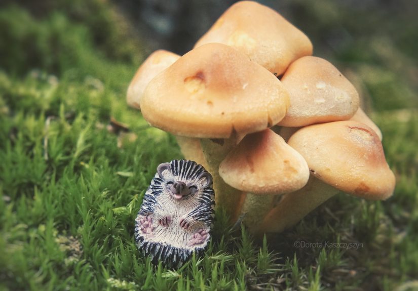 I Make Little Hedgehogs That Will Bring Smile To Any Hedgehog Loving Heart.