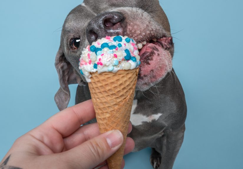 I Scream, You Scream, The Doggies Scream For Ice Cream!