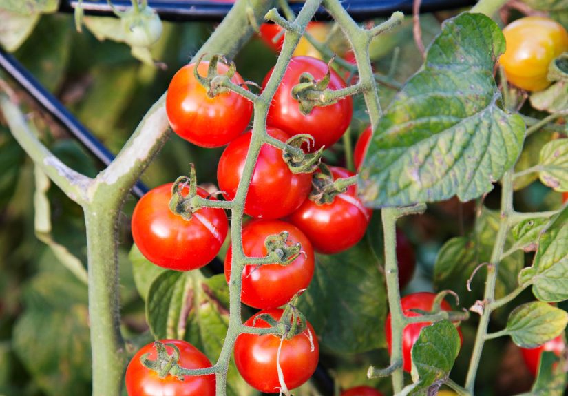 Is It Safe to Eat Homegrown Veggies That Animals Have Nibbled? The Answer May Surprise You
