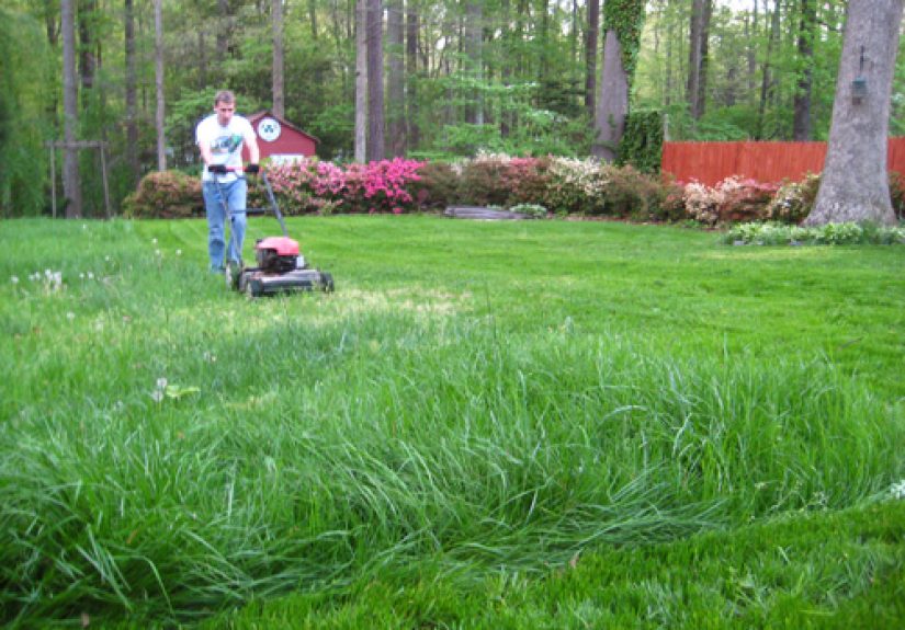 Turn A Bare Patchy Yard Into A Lush Lawn With A Few Tips And Tricks